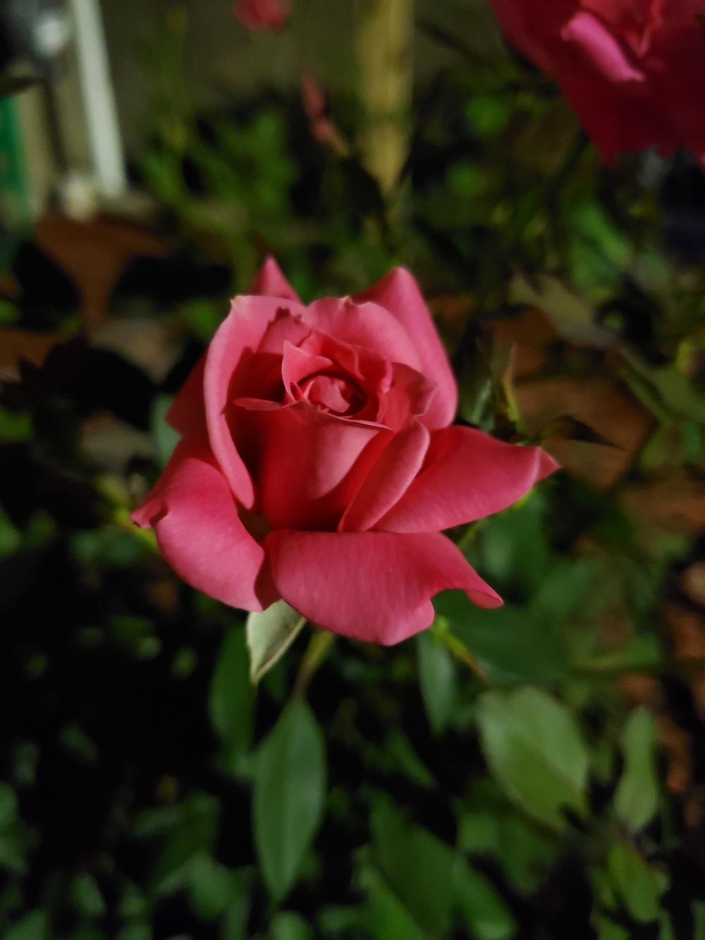 Photo of Rose (Rosa 'Pink Double Knock Out') uploaded by JennyGardener