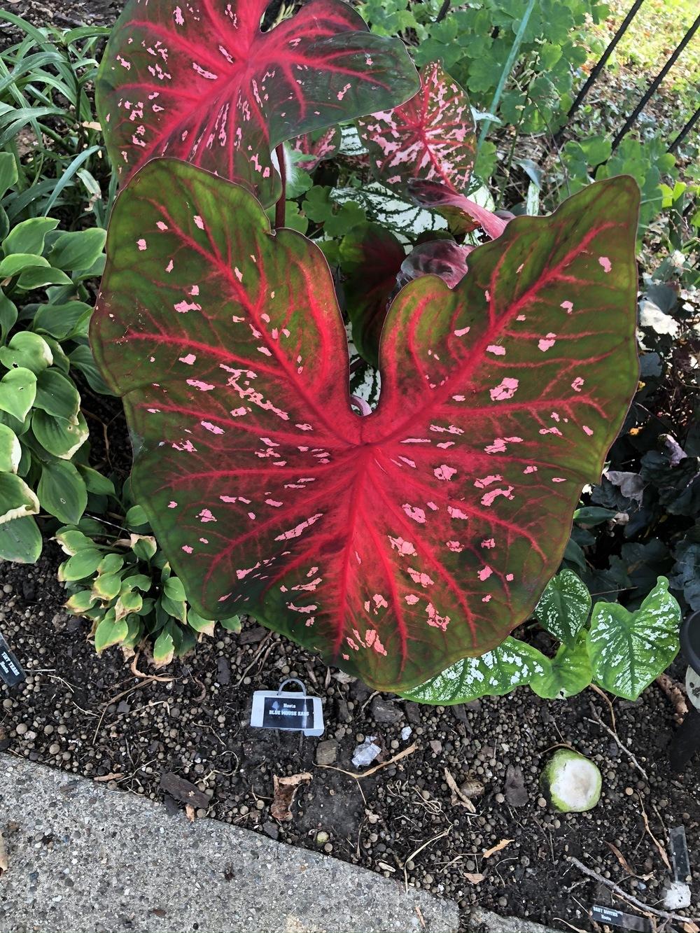 Photo of Fancy-leaf Caladium (Caladium 'Red Flash') uploaded by Lilydaydreamer