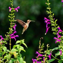 Location: Botanical Gardens of the State of Georgia...Athens, Ga
Date: 2020-08-23
Hummingbird In The Salvia Garden 001