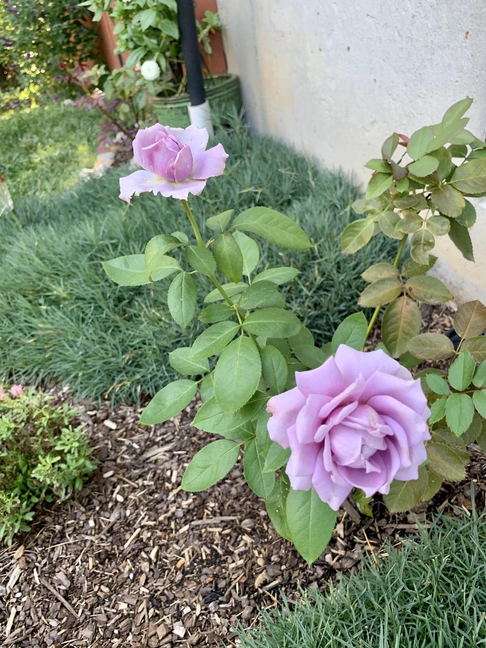 Photo of Rose (Rosa 'Novalis') uploaded by flowerchild75