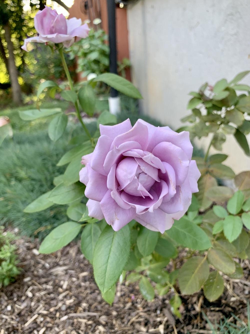 Photo of Rose (Rosa 'Novalis') uploaded by flowerchild75