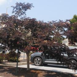 Location: Downingtown, Pennsylvania
Date: 2020-08-27
young tree in parking lot island