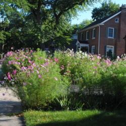 Location: Glen Ellyn, Illinois
Date: 2014-08-13
group planted in a front yard