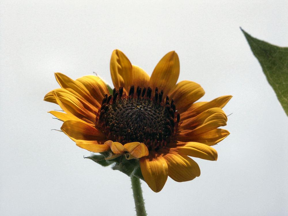 Photo of Sunflowers (Helianthus annuus) uploaded by RobGlen
