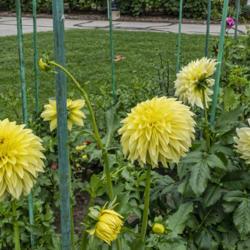 Location: Demonstration Garden, Toledo Botanical Gardens, Toledo, Ohio
Date: 2019-08-22
Blooms take on a distinctive domed shape.  Their color fades with