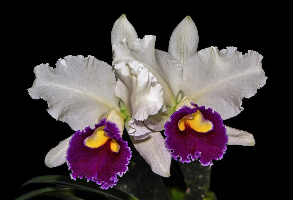 Photo of Orchid (Cattleya) uploaded by dawiz1753