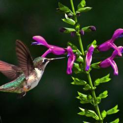 Location: Botanical Gardens of the State of Georgia...Athens, Ga
Date: 2020-08-23
Hummingbird And Salvias 027