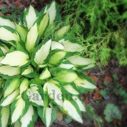 Location: My garden in Southeast Virginia
Date: JUNE
Too much sun, this hosta tolerates sun but also reacts with color