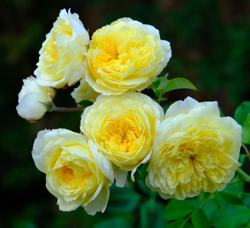 Photo of Rose (Rosa 'The Pilgrim') uploaded by AnnKNCalif