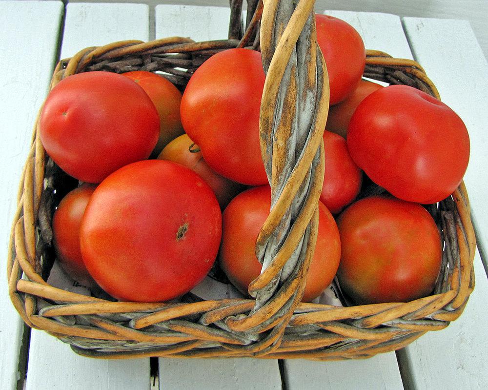 Photo of Tomato (Solanum lycopersicum 'Park's Whopper') uploaded by TBGDN