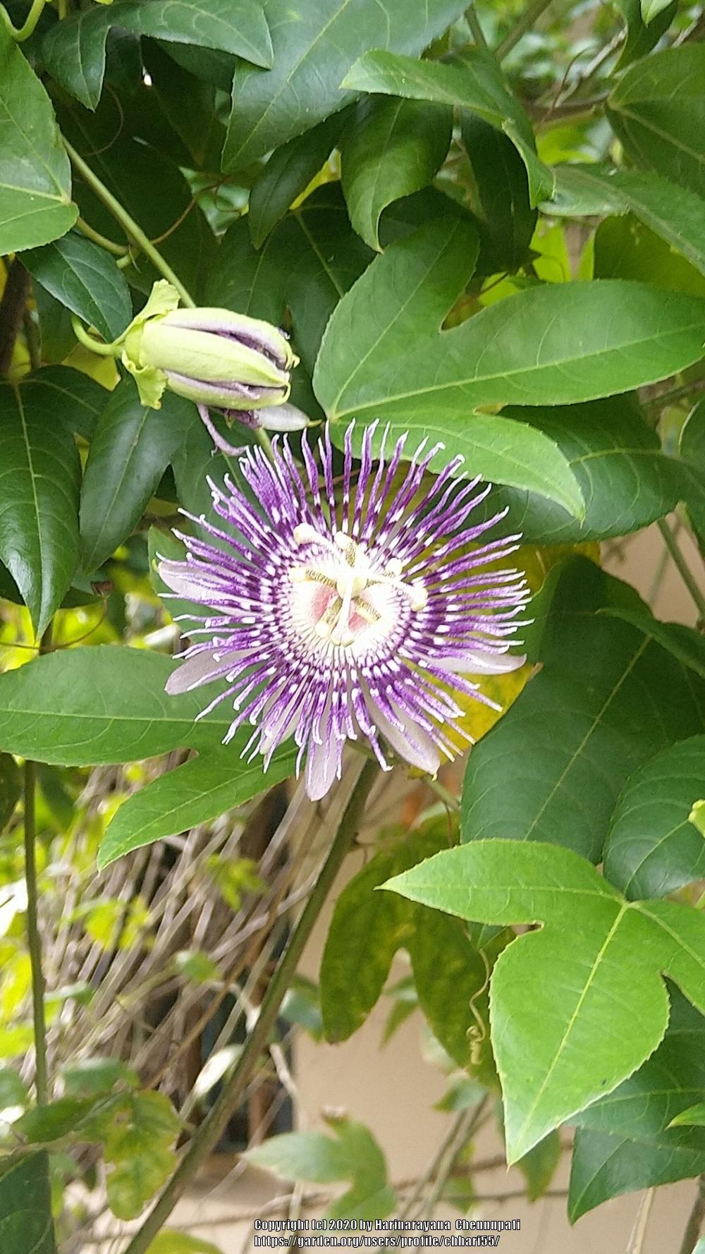 Photo of Maypop (Passiflora incarnata) uploaded by chhari55