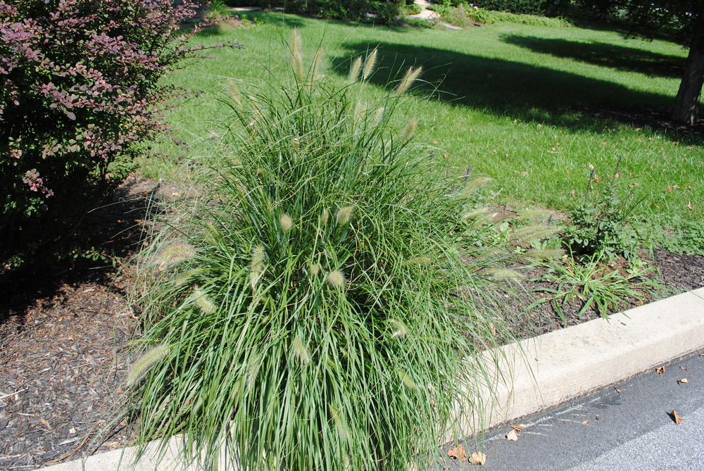 Photo of Fountain Grass (Cenchrus alopecuroides 'Hameln') uploaded by ILPARW