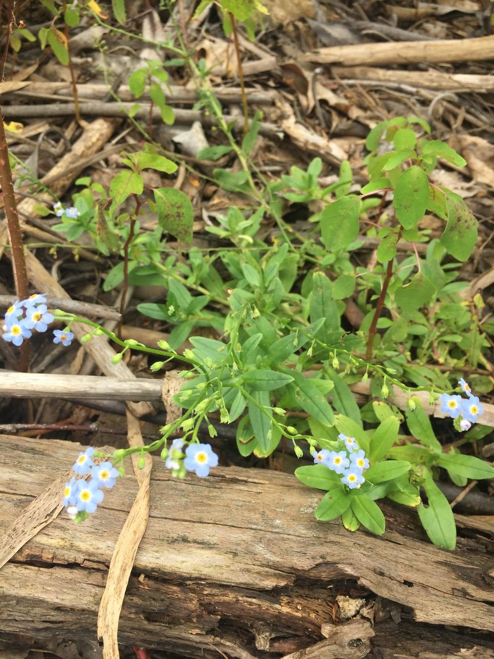 Photo of Water Forget-Me-Not (Myosotis scorpioides) uploaded by WhistlingWisteria