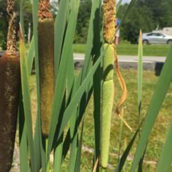 Location: Newland, NC
Date: 2020-08-08
I found a few cattail heads in different stages :)