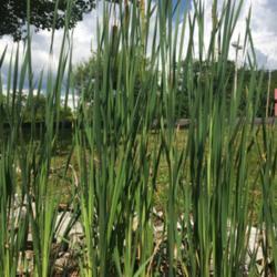 Location: Newland, NC
Date: 2020-08-08
Cattails growing in about 6 inches of water on the water's edge
