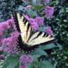This is one of NINE butterflies on my aunt's Joe Pye Weed.  I thi