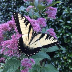 Location: Raleigh, NC
Date: 2020-08-20
This is one of NINE butterflies on my aunt's Joe Pye Weed.  I thi