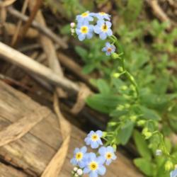 Location: Newland, NC
Date: 2020-08-08
Beautiful little blue flowers!