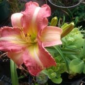 Just admiring my new daylily blooming on back porch