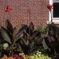 Location: Hinsdale, Illinois
Date: summer in the 1990's
line of plants in an annual bed