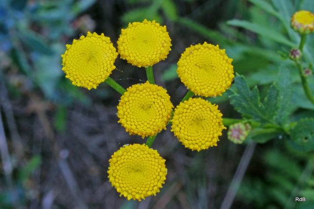 Photo of Tansy (Tanacetum vulgare) uploaded by RuuddeBlock