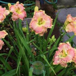Location: My garden in Southeast Virginia, Zone 8
Date: 2017-06-14-Entire plant
The perfect evergreen daylily, no problems with this plant it is 