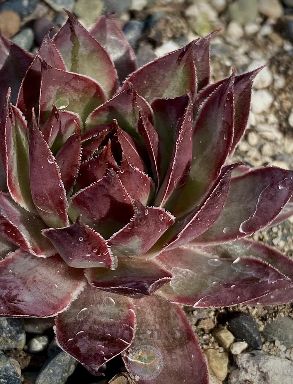 Photo of Hen and chicks (Sempervivum 'Rose Toujour') uploaded by springcolor