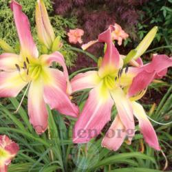 Location: My garden in Southeast Virginia
Date: JUNE
Webster's Pink Wonder Bloom's