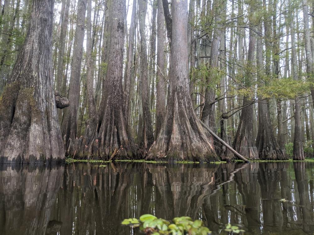 Photo of Bald Cypress (Taxodium distichum) uploaded by dave