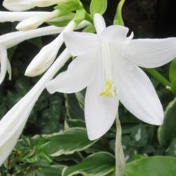 Location: Toronto, Ontario
Date: 2020-09-06
Hosta (Hosta plantaginea) large pure white flowers are very fragr
