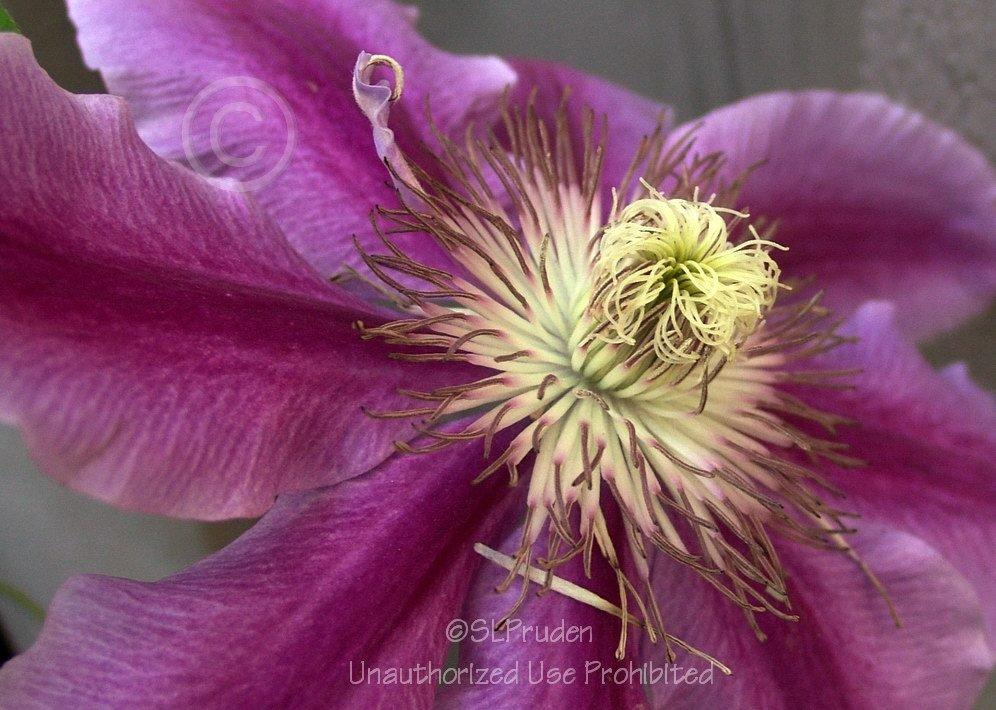 Photo of Clematis 'Dr. Ruppel' uploaded by DaylilySLP