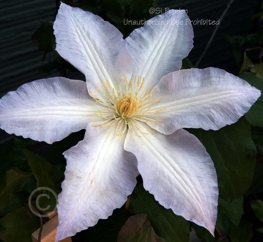 Photo of Clematis 'Gillian Blades' uploaded by DaylilySLP
