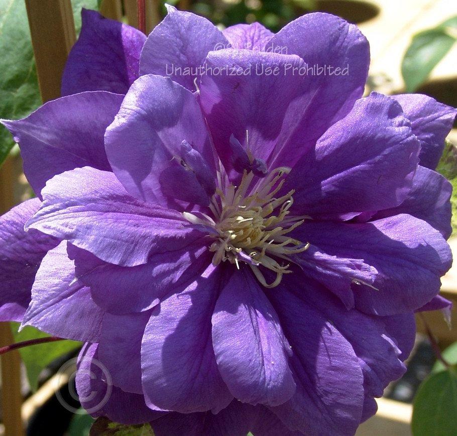 Photo of Clematis Franziska Maria™ uploaded by DaylilySLP