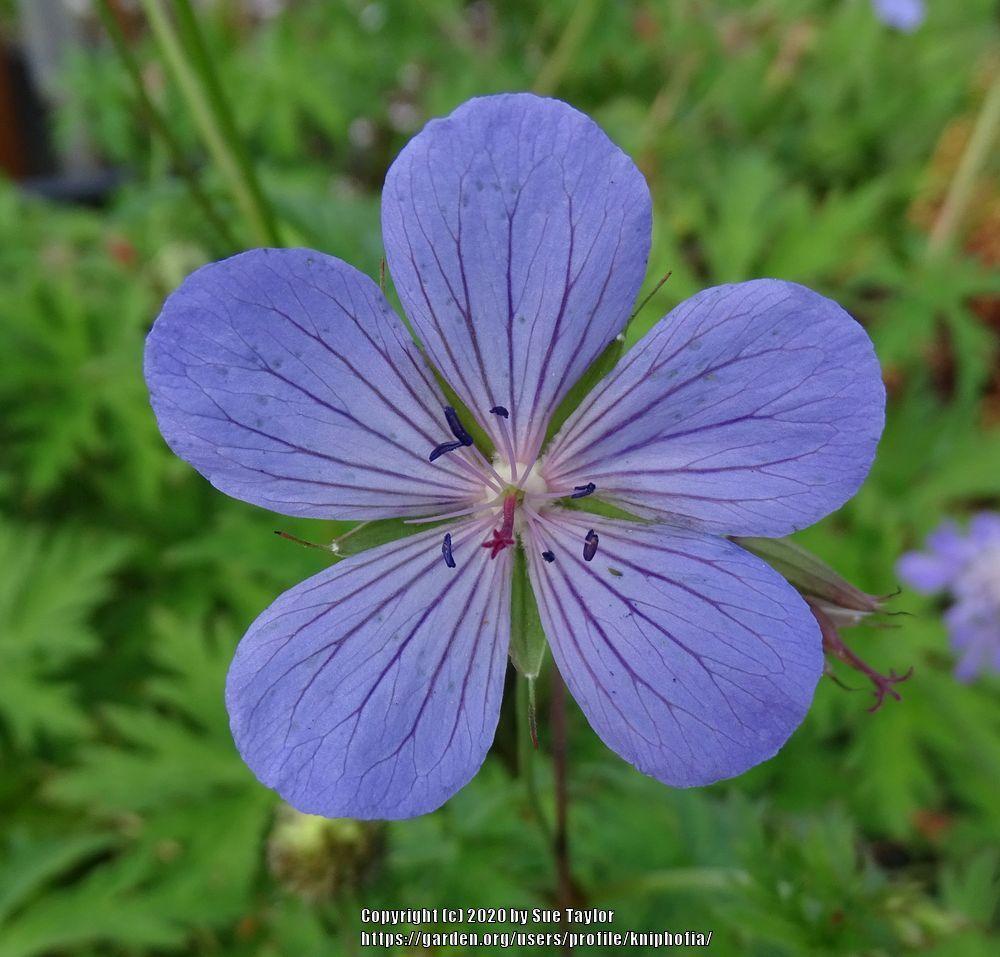 Photo of Hardy Geranium (Geranium 'Blue Cloud') uploaded by kniphofia