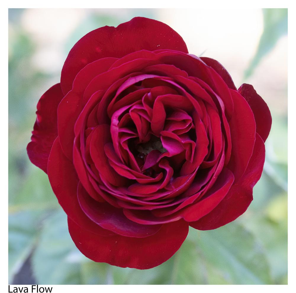 Photo of Rose (Rosa 'Lavaglut') uploaded by kohala