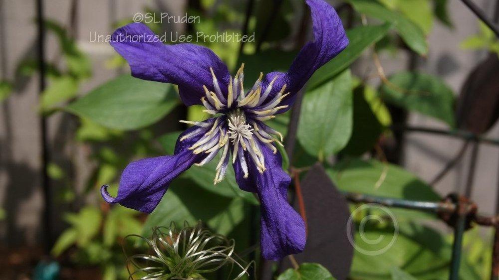Photo of Clematis Petit Faucon™ uploaded by DaylilySLP