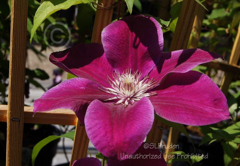Photo of Clematis 'Kilian Donahue' uploaded by DaylilySLP