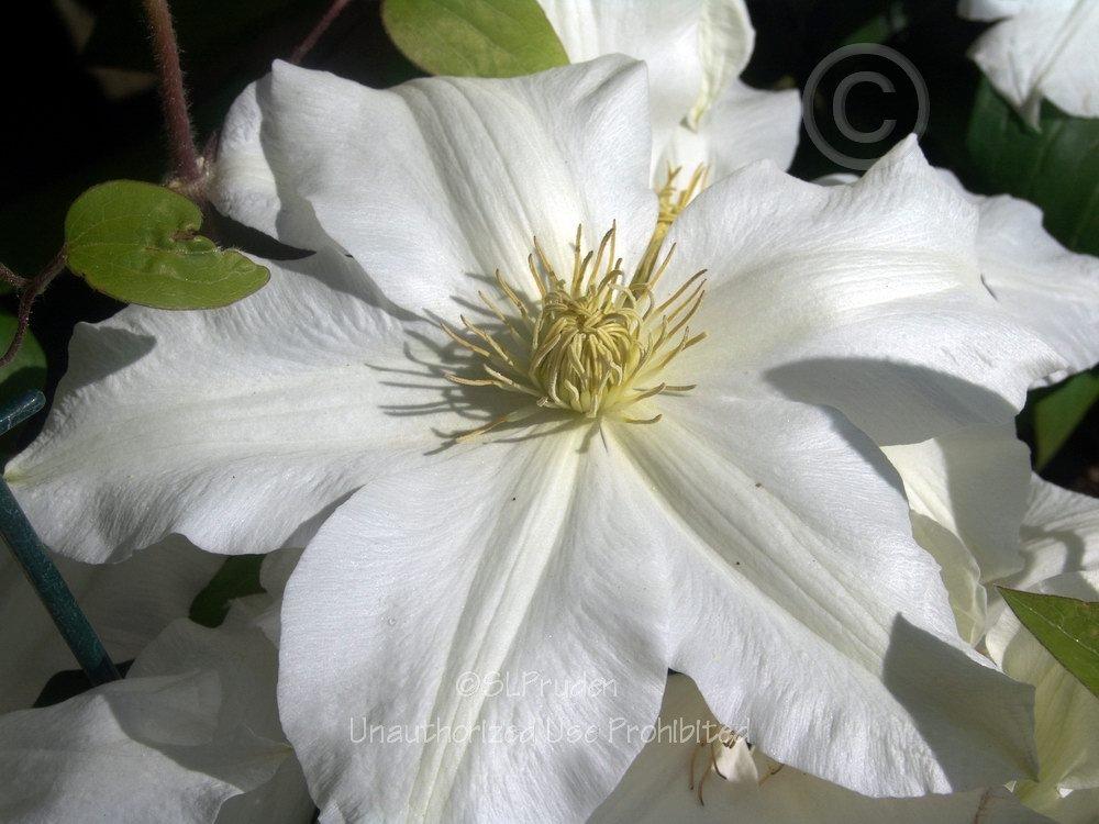 Photo of Clematis 'Toki' uploaded by DaylilySLP