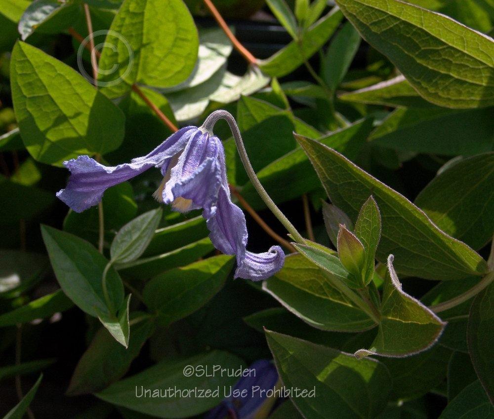 Photo of Clematis (Clematis integrifolia) uploaded by DaylilySLP