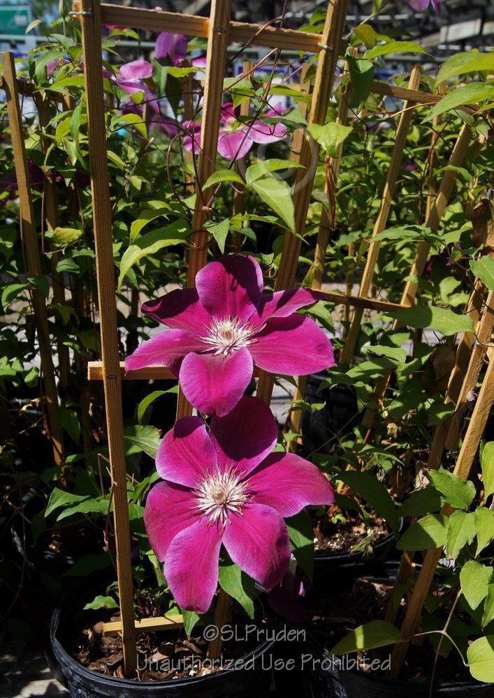 Photo of Clematis 'Kilian Donahue' uploaded by DaylilySLP