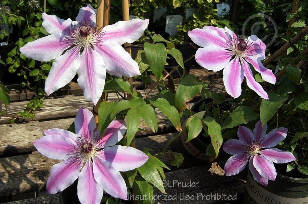 Photo of Clematis 'Nelly Moser' uploaded by DaylilySLP