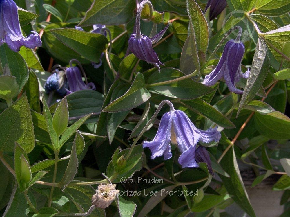 Photo of Clematis (Clematis integrifolia) uploaded by DaylilySLP
