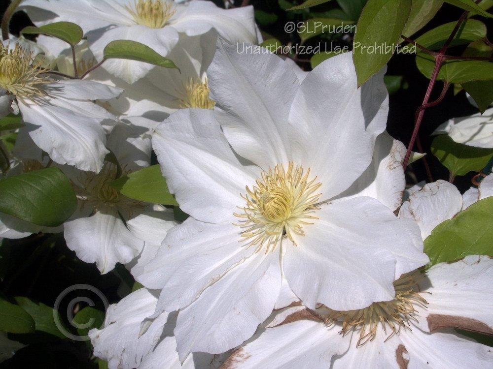 Photo of Clematis 'Toki' uploaded by DaylilySLP
