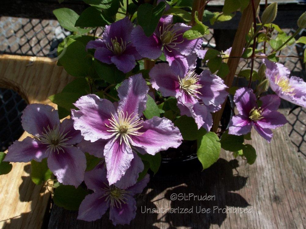 Photo of Clematis 'Piilu' uploaded by DaylilySLP