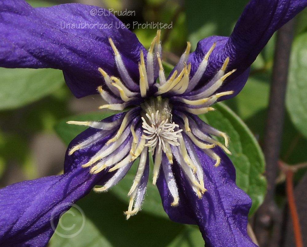 Photo of Clematis Petit Faucon™ uploaded by DaylilySLP