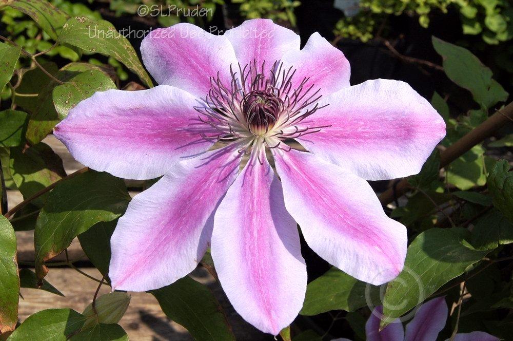 Photo of Clematis 'Nelly Moser' uploaded by DaylilySLP