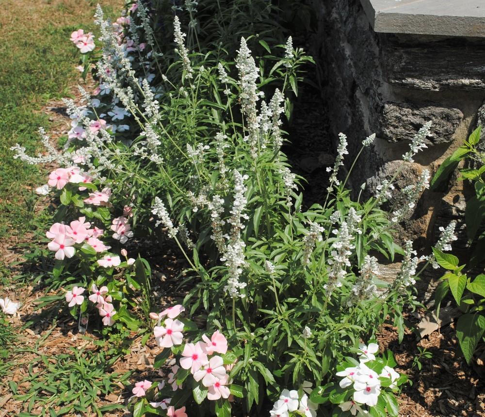 Photo of Mealy Cup Sage (Salvia farinacea 'Victoria White') uploaded by ILPARW