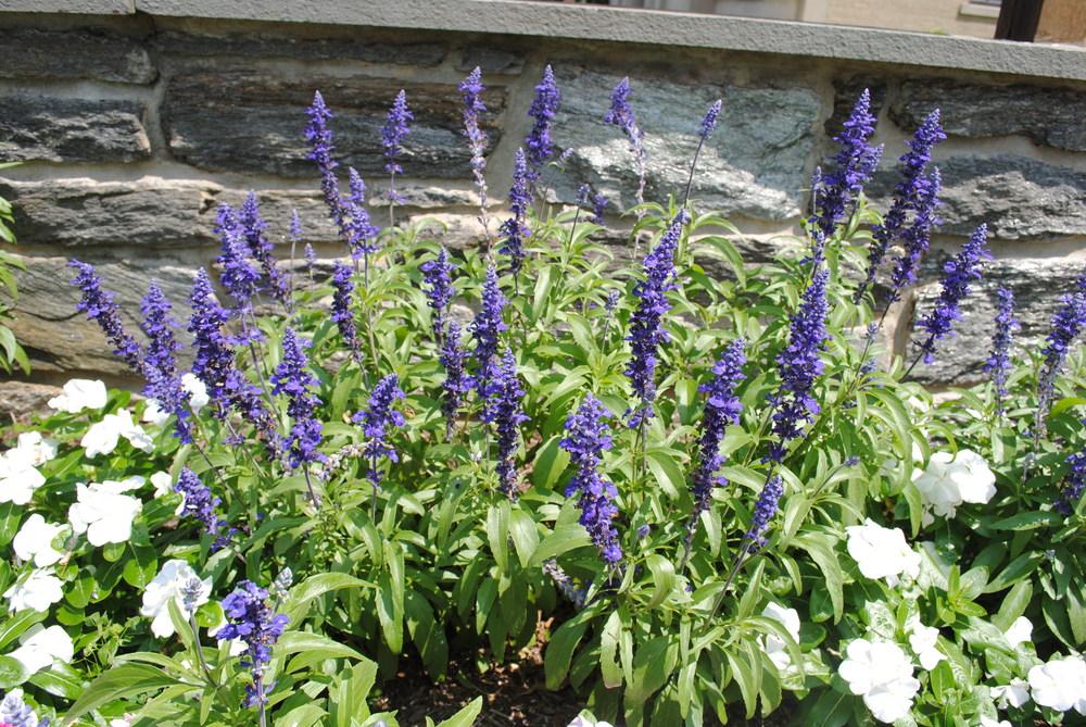 Photo of Mealycup Sage (Salvia farinacea 'Victoria Blue') uploaded by ILPARW