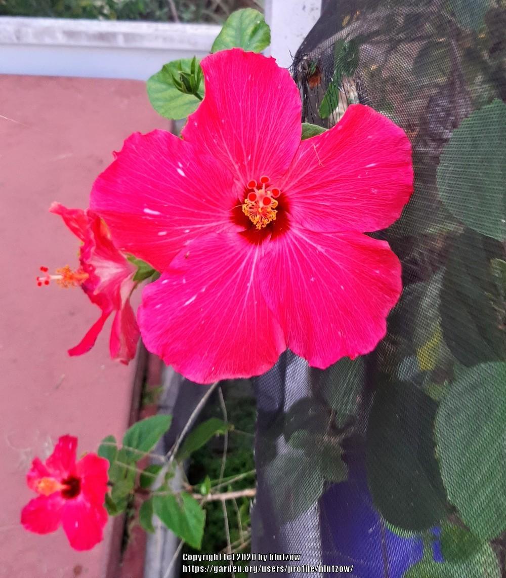 Photo of Hibiscus uploaded by hlutzow