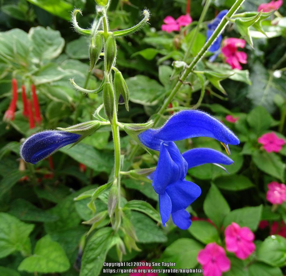Photo of Gentian Sage (Salvia patens) uploaded by kniphofia
